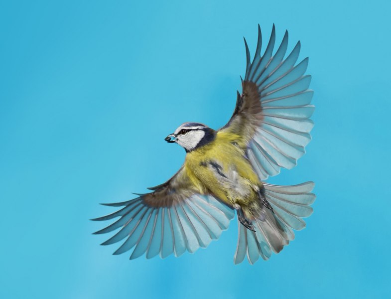 /data/zo2016/stock-photo-91181575-eurasian-blue-tit-in-flight.jpg